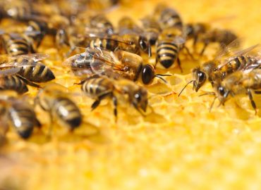 Conferència: Veritats, mentides i curiositats de les abelles